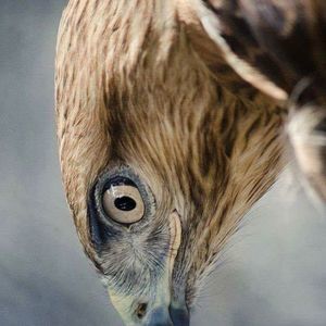 Meet your Posher, Rafi